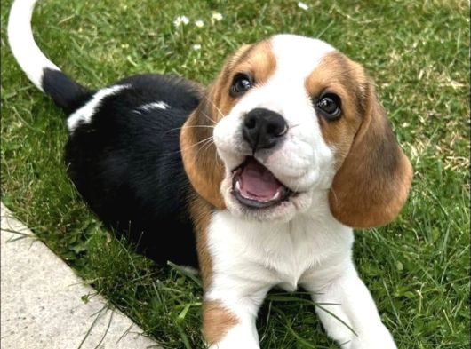 Dişi Erkek Oyuncu Beagle Bebeklerimiz