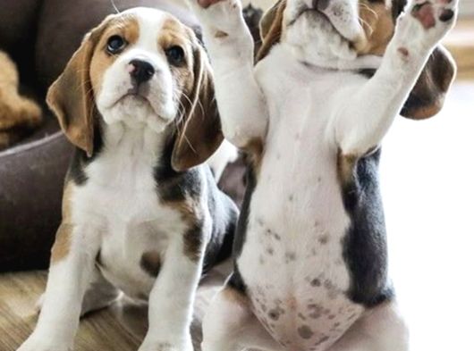 Dişi Erkek Oyuncu Beagle Bebeklerimiz görsel