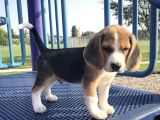 Dişi Erkek Oyuncu Beagle Bebeklerimiz