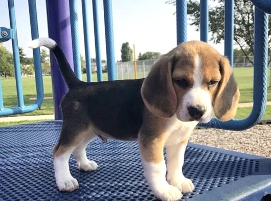 Dişi Erkek Oyuncu Beagle Bebeklerimiz görsel
