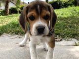 Dişi Erkek Oyuncu Beagle Bebeklerimiz