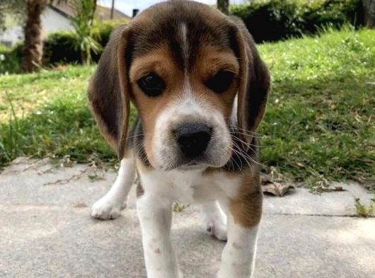 Dişi Erkek Oyuncu Beagle Bebeklerimiz görsel