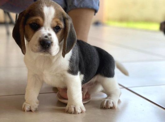 Dişi Erkek Oyuncu Beagle Bebeklerimiz görsel