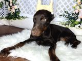 Estetikli Doberman
