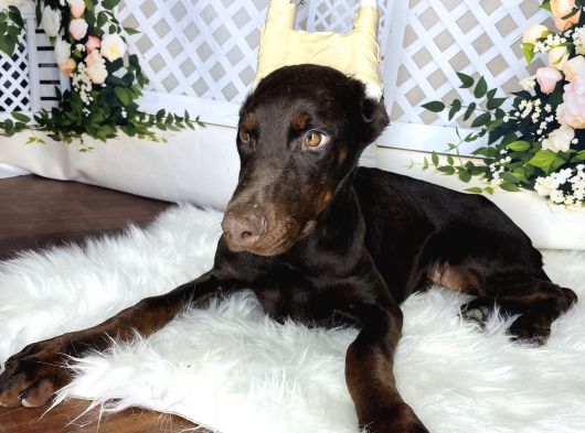 Estetikli Doberman görsel
