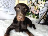 Estetikli Doberman