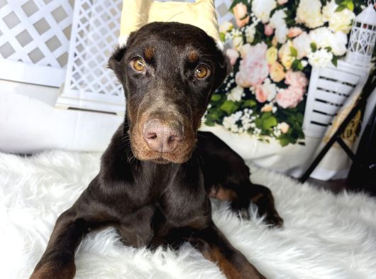 Estetikli Doberman görsel