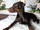 Estetikli Doberman