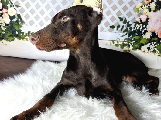 Estetikli Doberman görsel