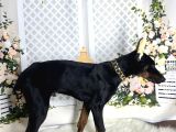 Estetikli Doberman