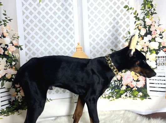 Estetikli Doberman görsel