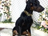 Estetikli doberman