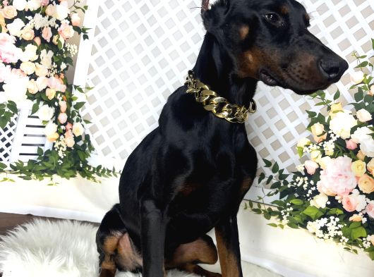 Estetikli Doberman