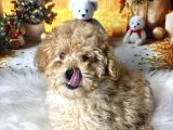 Kıvır Kıvır Maltipoo