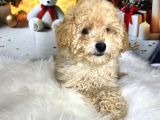 Kıvır Kıvır Maltipoo