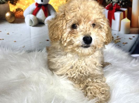 Kıvır Kıvır Maltipoo görsel