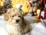 Kıvır Kıvır Maltipoo