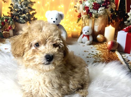 Kıvır Kıvır Maltipoo görsel