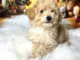 Kıvır Kıvır Maltipoo