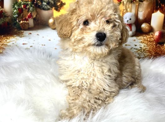 Kıvır Kıvır Maltipoo görsel