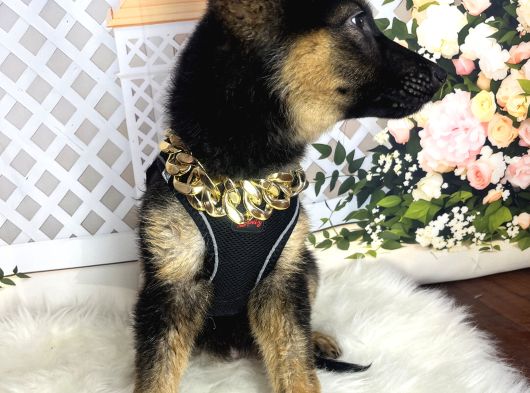 Alman Kurdu K9 görsel