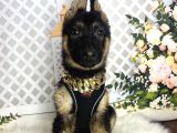 Alman kurdu k9