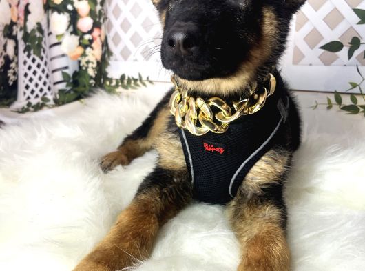 Alman Kurdu K9 görsel