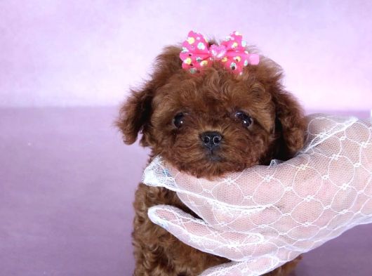 Kore Toy Poodle