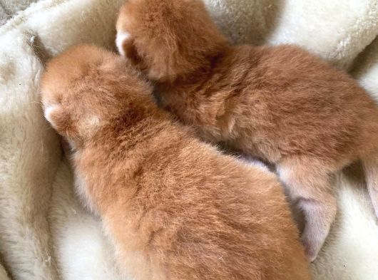 Safkan Ny12 Golden Altın İkizler görsel
