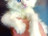 Maine Coon Çift Renkli Gözlü Hiç Bulamayacaklarınızdan