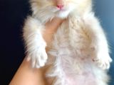 Maine Coon Çift Renkli Gözlü Hiç Bulamayacaklarınızdan