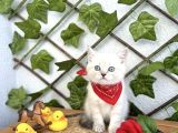 Erkek Bri̇ti̇sh Shorthai̇r Mavi̇şi̇mi̇z