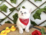 ERKEK BRİTİSH SHORTHAİR MAVİŞİMİZ