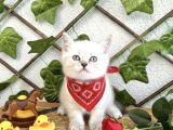 Erkek Bri̇ti̇sh Shorthai̇r Mavi̇şi̇mi̇z