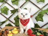 Erkek Bri̇ti̇sh Shorthai̇r Mavi̇şi̇mi̇z