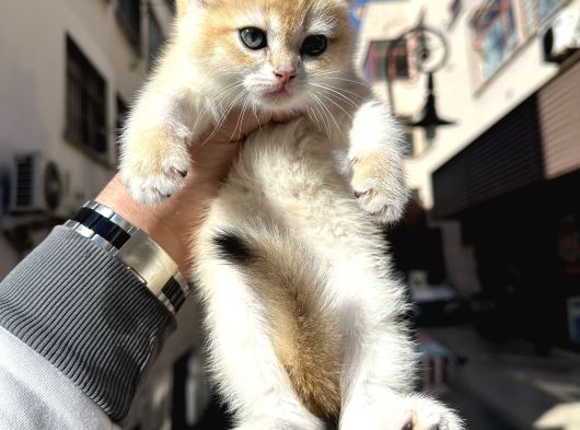 A Kalite Yavrularım görsel