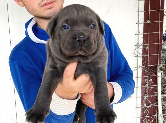 BLUE CANE CORSO YAVRULARIMIZ