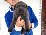 Blue Cane Corso Yavrularimiz