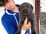 Blue Cane Corso Yavrularimiz