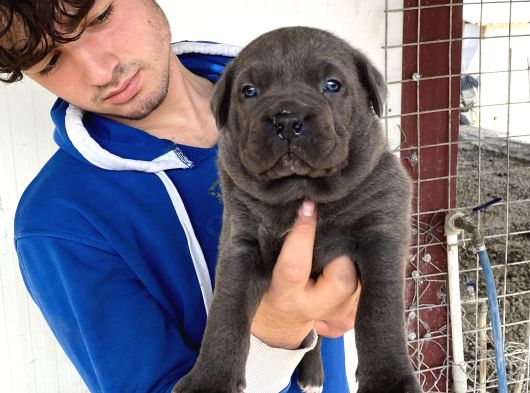 Blue Cane Corso Yavrularimiz görsel