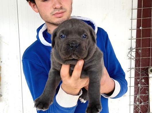 Blue Cane Corso Yavrularimiz görsel