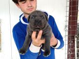 Blue Cane Corso Yavrularimiz