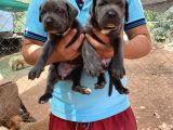 Üst Kali̇te Cane Corso Yavrulari