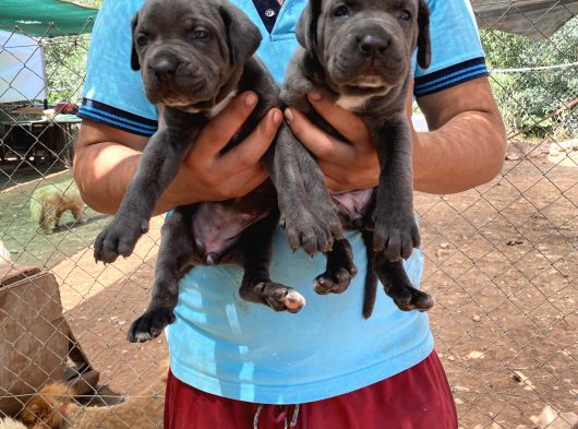 Üst Kali̇te Cane Corso Yavrulari görsel