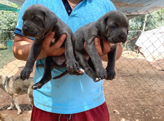 Üst Kali̇te Cane Corso Yavrulari görsel