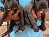 Üst Kali̇te Cane Corso Yavrulari