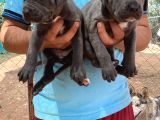 Üst Kali̇te Cane Corso Yavrulari
