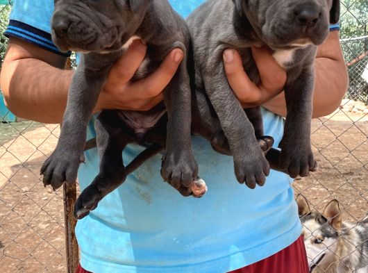 Üst Kali̇te Cane Corso Yavrulari görsel
