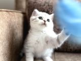 Elit Soy Full Şecereli Anne Baba Muhteşem Bebeğimiz