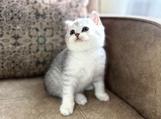 Elit Soy Full Şecereli Anne Baba Muhteşem Bebeğimiz görsel